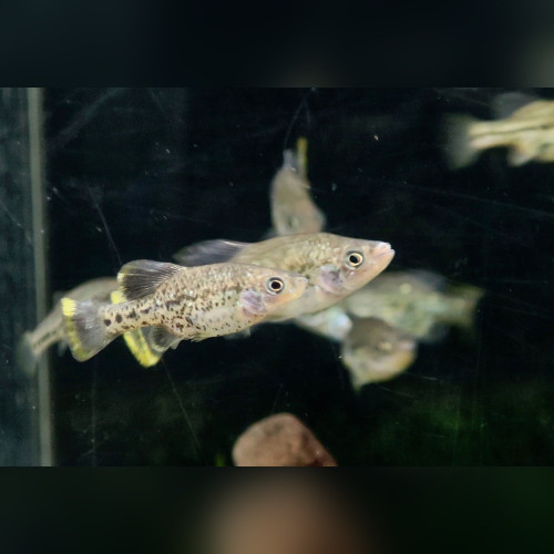 Polkadot Splitfin