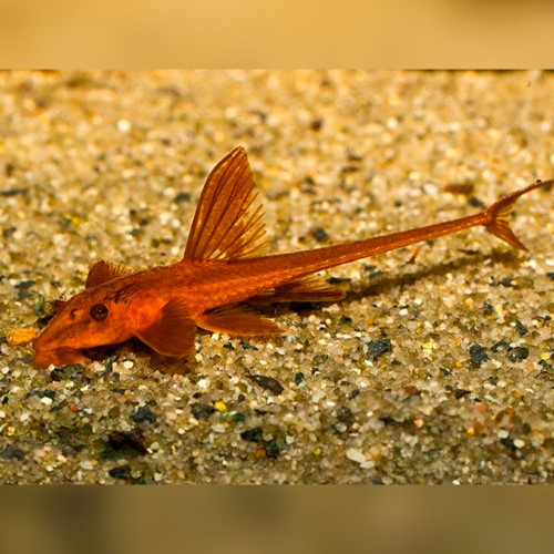 Red Whiptail Catfish (L010A) (Rineloricaria sp)