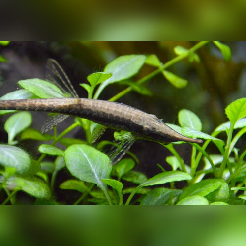 Twig Catfish (Farlowella vittata)