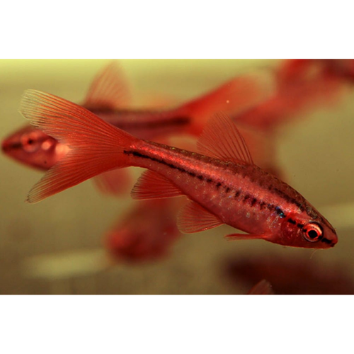 Longfin Cherry Barb (Puntius titteya)