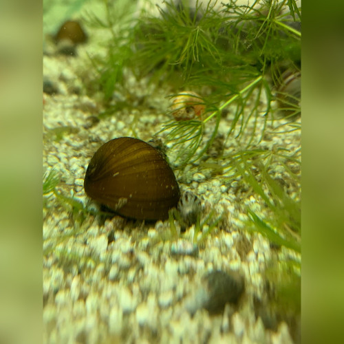 Olive Green Nerite Snail