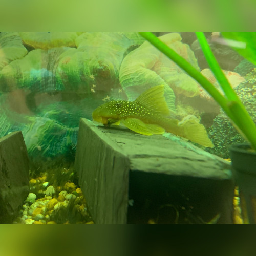 L200 Green Phantom Pleco (Hemiancistrus subviridis)