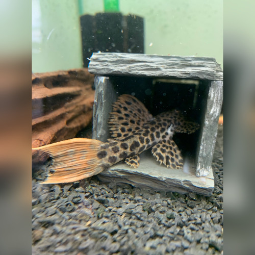 L114 Leopard Cactus Pleco