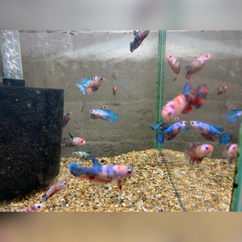 Female Koi Betta (Betta splendens)