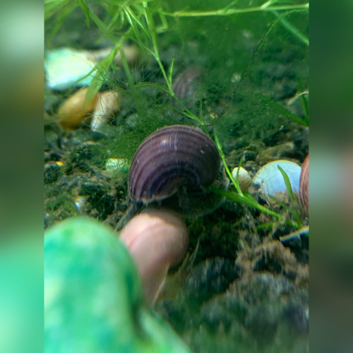 Purple Apple Snail