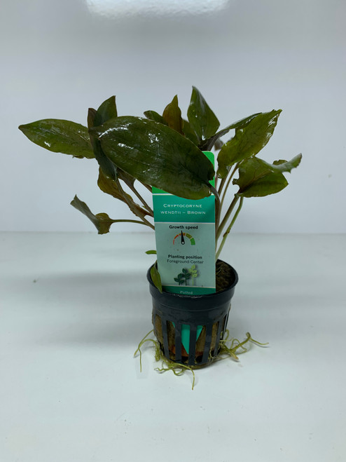 Cryptocoryne wendtii - Brown - 5cm Pot