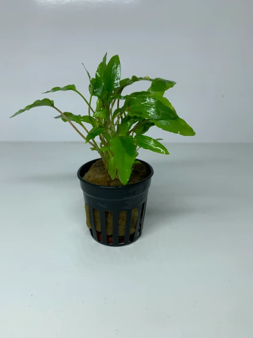 Cryptocoryne wendtii - Green - 5cm Pot