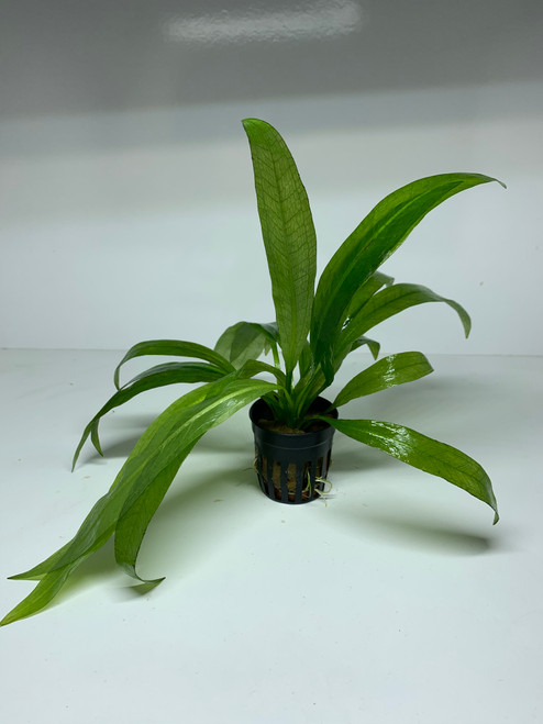 Echinodorus paniculatus 'Amazon sword' - 5cm Pot