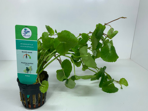 Hydrocotyle leucocephala - 5cm Pot