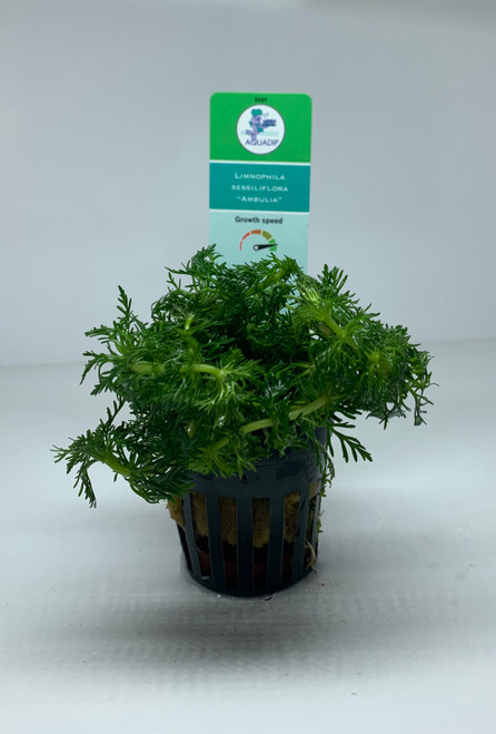 Limnophila sessiliflora 'Ambulia' - 5cm Pot