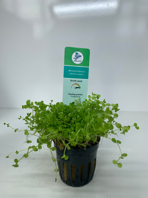 Micranthemum monte carlo - 5cm Pot