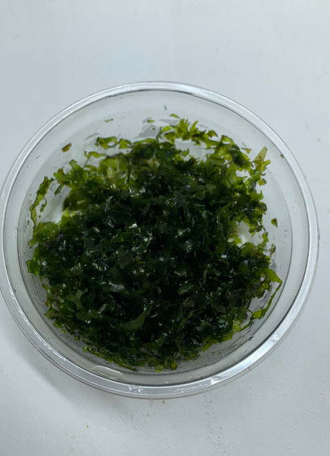 Pelia moss in 80cc cup