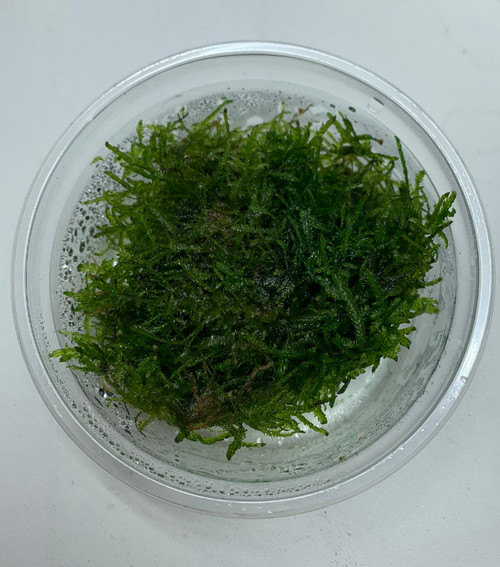 Taiwan moss in 80cc cup