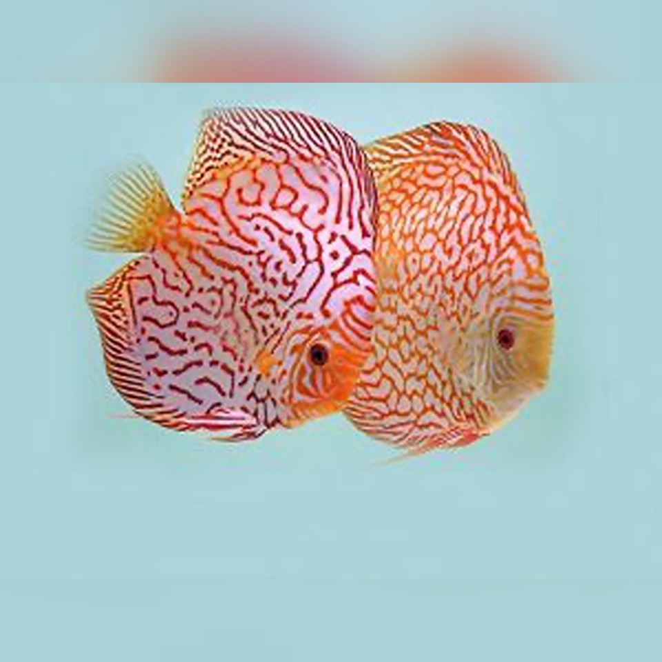Discus for Sale | Riverpark Aquatics UK