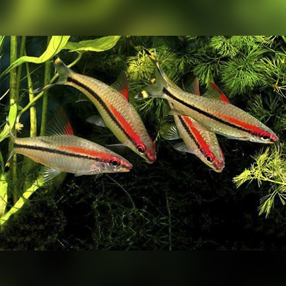 Shop Online for Barbs | Riverpark Aquatics UK