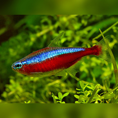 Cardinal tropical shop fish