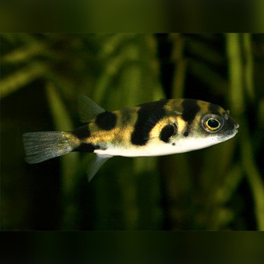 South Amazon Puffer (Colomesus asellus)