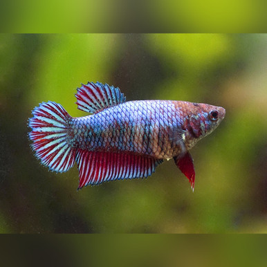 Female Betta (Betta splendens)
