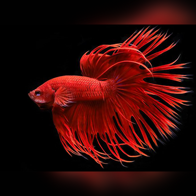 Red Crown Tail Betta (Betta splendens)