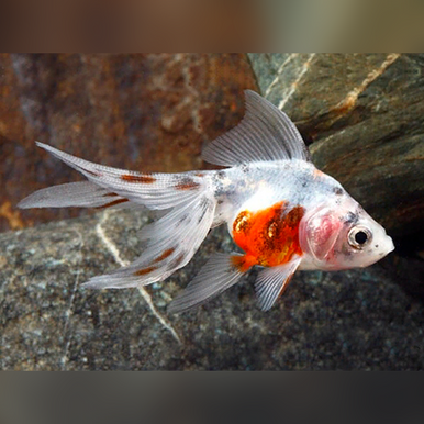 Calico Fantail Goldfish (Carassius auratus)
