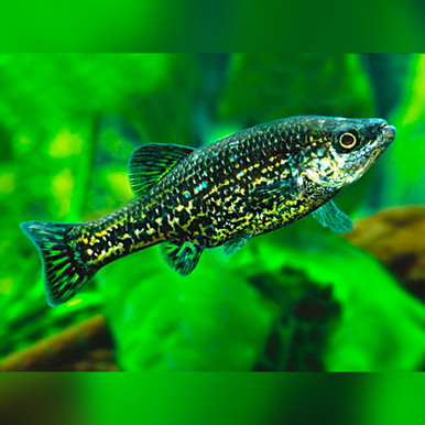 Butterfly Splitfin (Ameca splendens)
