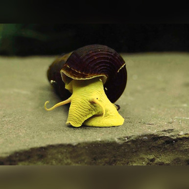 Yellow Spotted Rabbit Snail (Tylomelania patriarchalis)