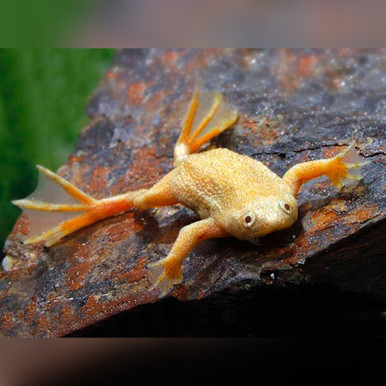 African Golden Dwarf Frog Riverpark Aquatics