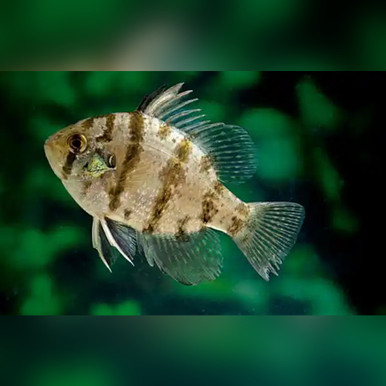 Blackbanded Sunfish (Enneacanthus chaetodon)