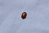 Picture No.3 of BAPE ONE POINT OXFORD LS SHIRT 1L30-131-301