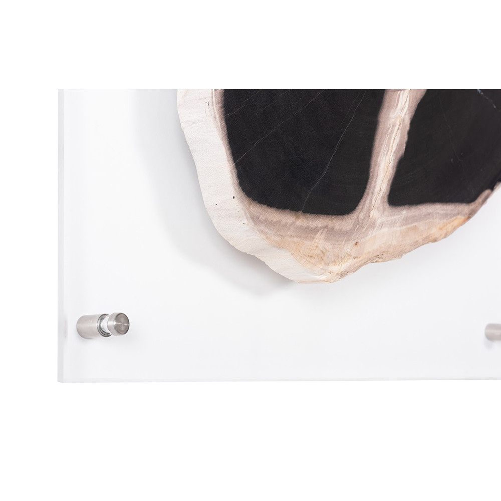 Phillips Collection Floating Petrified Slice Wall Art - Thumbnail 2