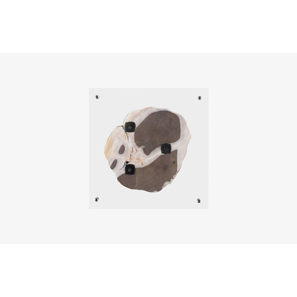 Phillips Collection Floating Petrified Slice Wall Art - Thumbnail 5