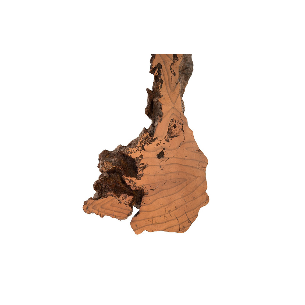 Phillips Collection Burled Root Wall Art - Thumbnail 5