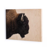 Four Hands American Bison by Getty Images - 40"X30" Four Hands American Bison by Getty Images - 40"X30"
