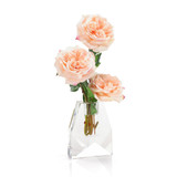 John Richard French Garden Rose