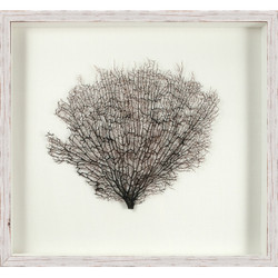 Salvaged White Sea Fan Salvaged White Sea Fan