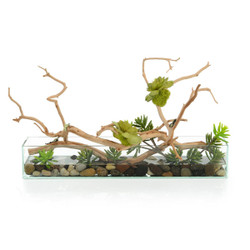 John Richard Succulent Tree