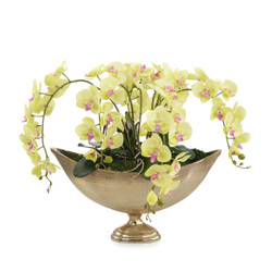 John Richard Limelight Orchids