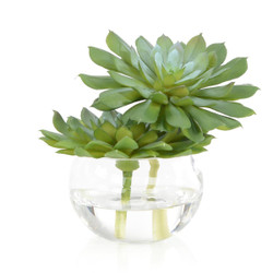 John Richard Double Succulent