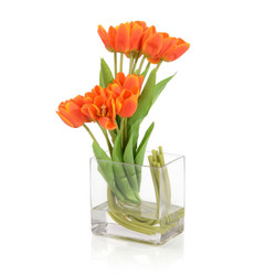 John Richard Clementine Tulips