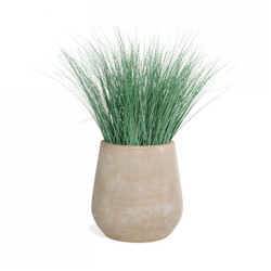 Bear Grass in Urbano Bell Fiber Clay Planter - SMALL