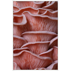 Wendover Salmon Textures