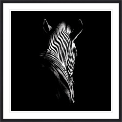 Wendover Zebra Single