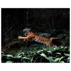 Wendover Jungle Tiger