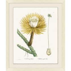 Wendover Blooming Cacti 8 Wendover Blooming Cacti 8