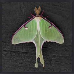 Wendover Regal Moth 3