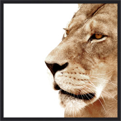 Wendover Lion Face Off 1