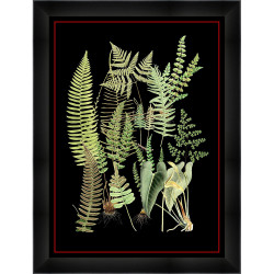 Wendover Fern 2