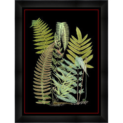 Wendover Fern 1