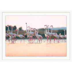 Wendover Flamingo Sunset Hour