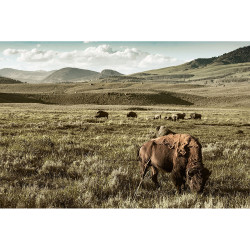 Wendover Yellowstone Dreams